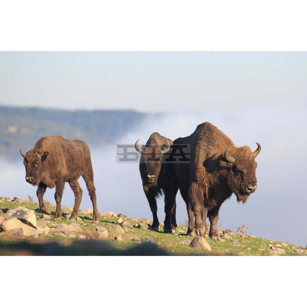 Продължава заселването на зубри в Източните Родопи