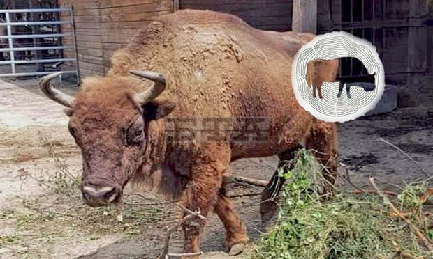 Зоопаркът в Добрич посрещна нови обитатели от Германия - бизоните Гзамир и Грилит