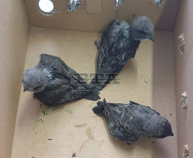 Малки птички са спасени с помощта на експерти от РИОСВ-Шумен