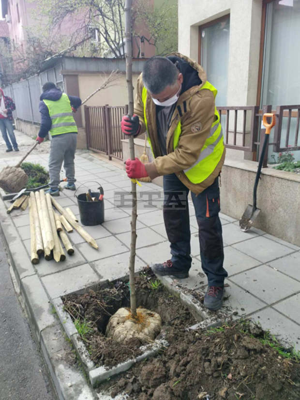Започна засаждането на едро и средноразмерни дървета по улици и булеварди Започна засаждането на едро и средноразмерни дървета по улици и булеварди