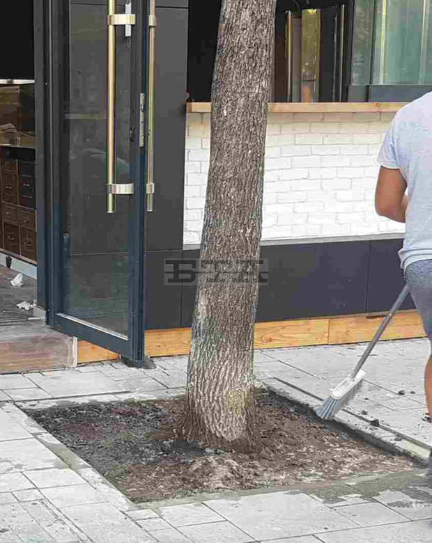 Дървото на ул. "Граф Игнатиев", върху което беше изсипан бетон, е спасено