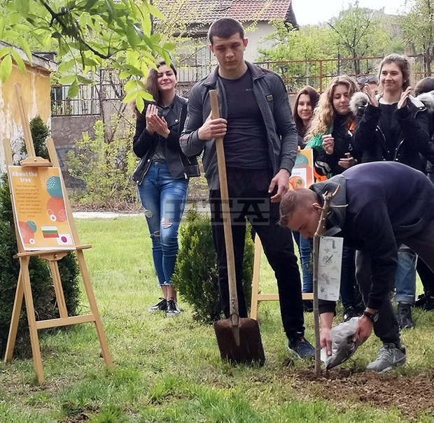 Дърво на мира е засадено в двора на Езиковата гимназия "П. Яворов" в Силистра
