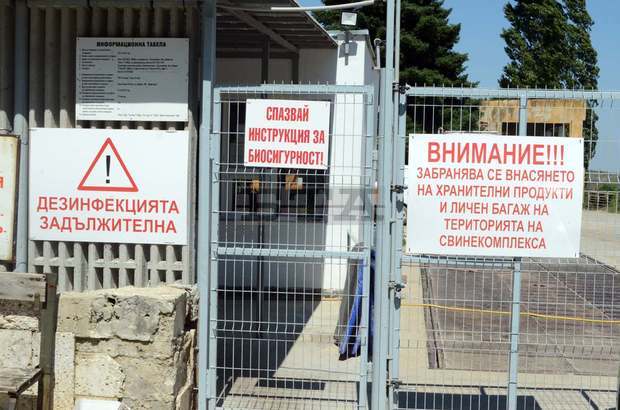 В Добричка област, която е в бедствено положение заради африканската чума, има над 970 домашни прасета В Добричка област, която е в бедствено положение заради африканската чума, има над 970 домашни прасета