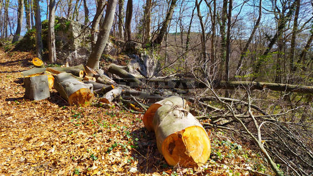 Дърва за огрев, каруца и моторен трион за задържани след проверки в Държавното ловно стопанство в Търговище