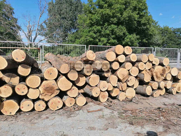 Директорът на ДГС-Върбица е освободен от длъжност