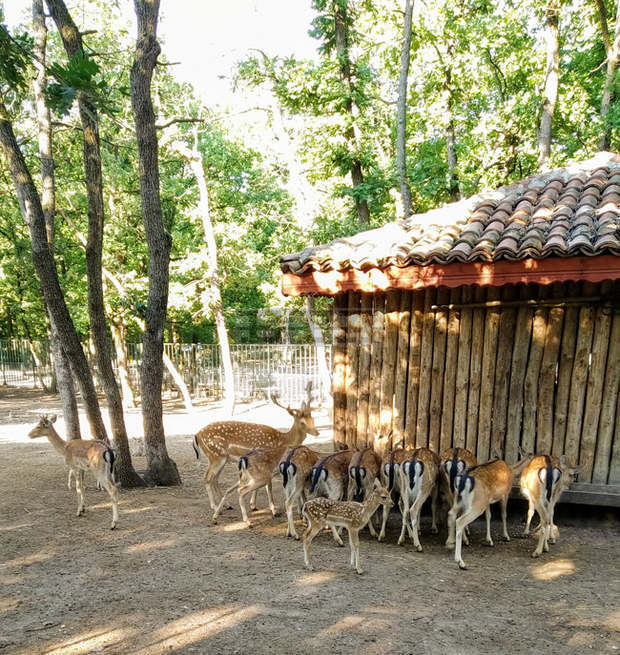Еленче се роди в зоопарка в Хасково Еленче се роди в зоопарка в Хасково