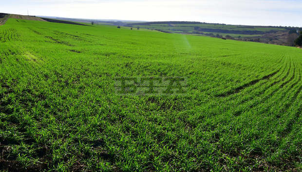 В Търговищко няма подадени заявления за негодни площи при есенниците заради засушаването
