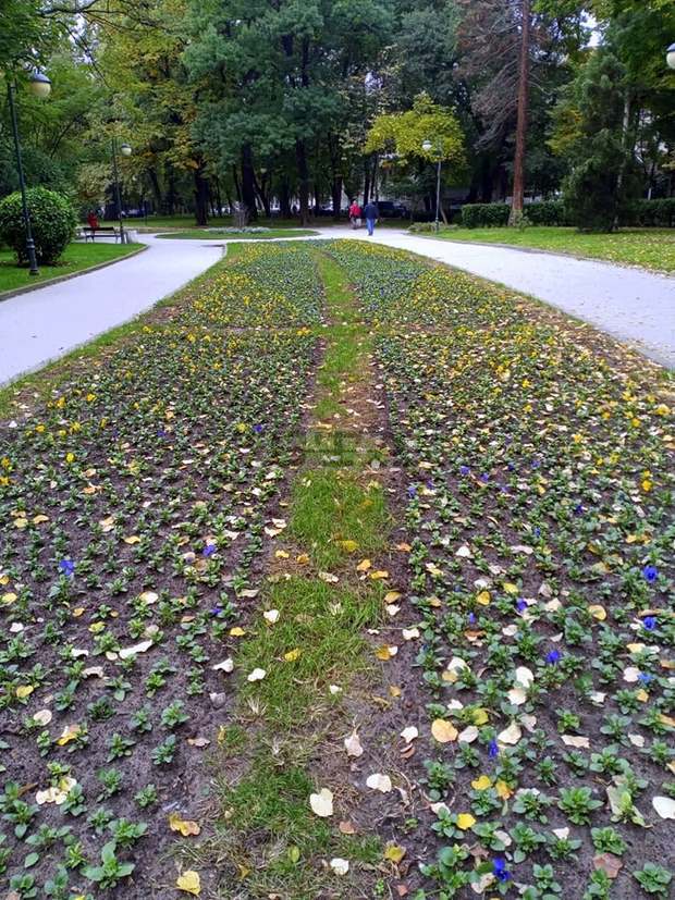 Стотици хиляди теменужки и други есенно-пролетни цветя засаждат в Пловдив