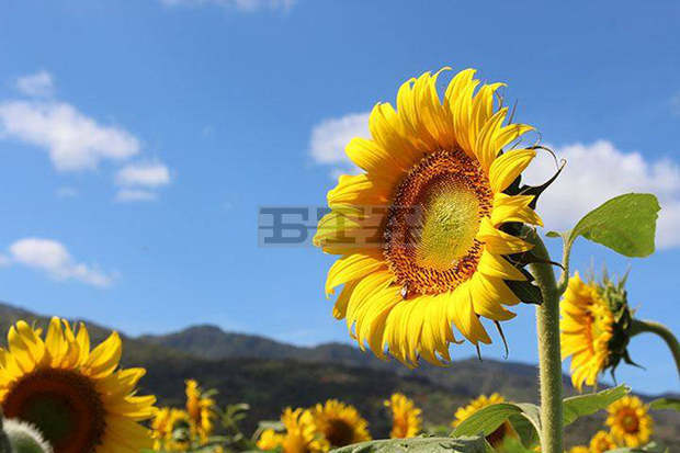 Фестивал на слънчогледа събра занаятчии, фермери и готвачи в центъра на Монтана