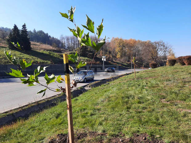 Хиляда и едно дръвчета са засадени в Перник