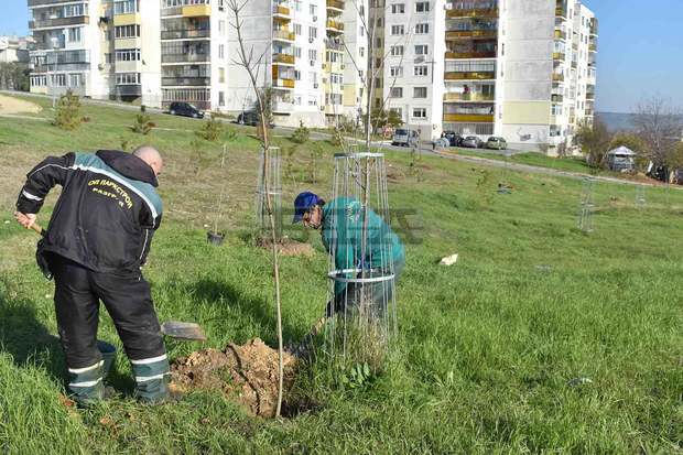 Започна повторното засаждане на над 600 фиданки в разградски квартал