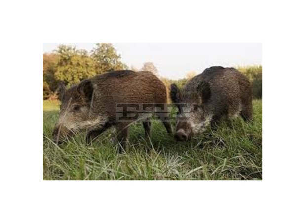 В Ловешка област 95 процента от пробите за африканска чума при дивите свине са положителни през последните три месеца