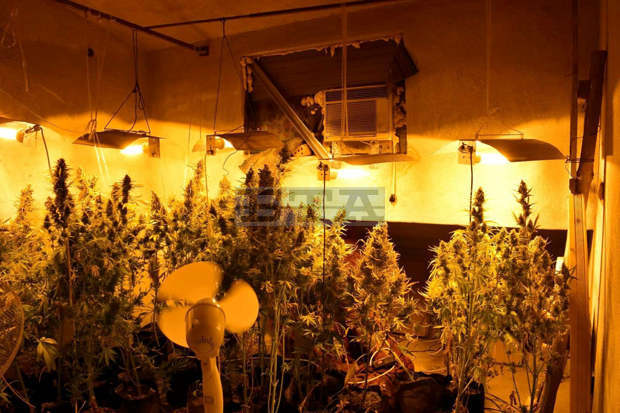 Разкрита е лаборатория за производство на канабис в Харманли
