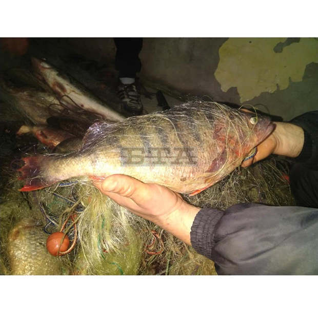 Заловен е бракониер на язовир "Ястребино" край Антоново