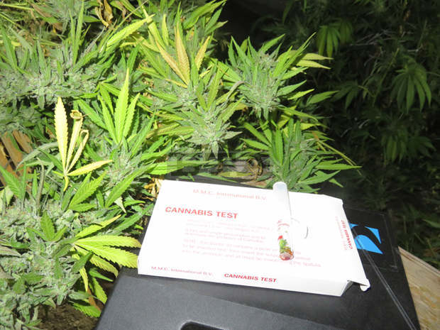 Сливенският съд задържа под стража двама мъже за отглеждане и разпространение на марихуана