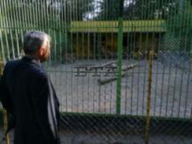 За новородените лъвчета от благоевградския зоопарк ще се грижат ветеринари в столична клиника