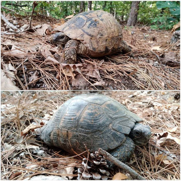Иззети от частен имот в Любимец костенурки са върнати на свобода