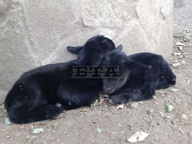 Избират с анкета имена на новородените камерунски козлета в зоопарка във Варна