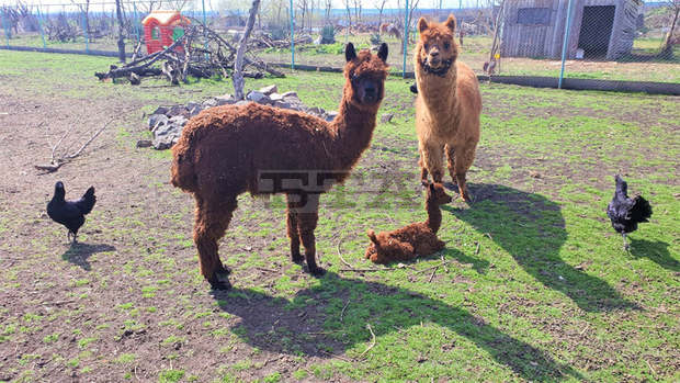 В зоопарка в Бургас се роди женска лама, която ще носи името Корона