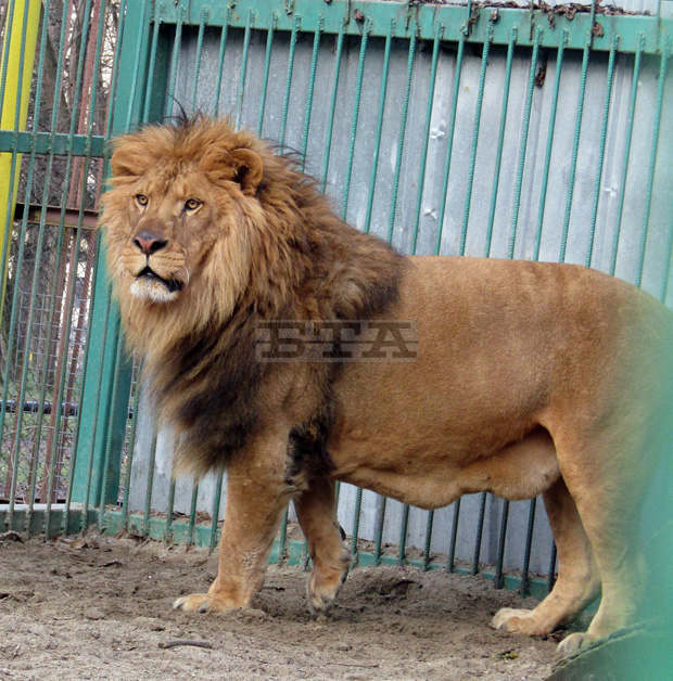 Община Разград ще потърси съдействие за продължаване на лечението на лъва Любо