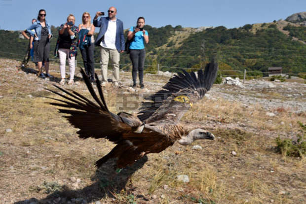 Сливенският кмет и испанският посланик са освободили белоглав лешояд от волиерата в ПП "Сините камъни"