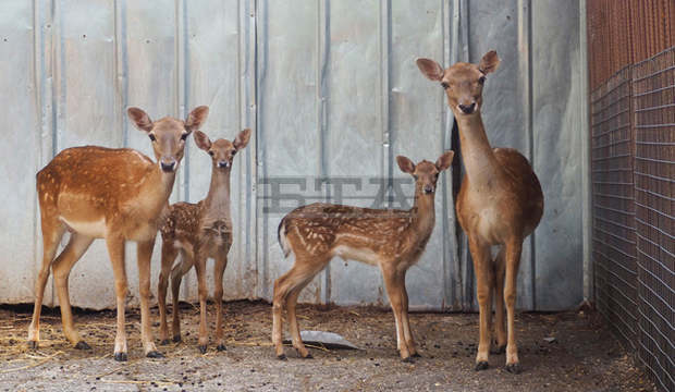 Две лопатарчета се родиха в разградския зоопарк