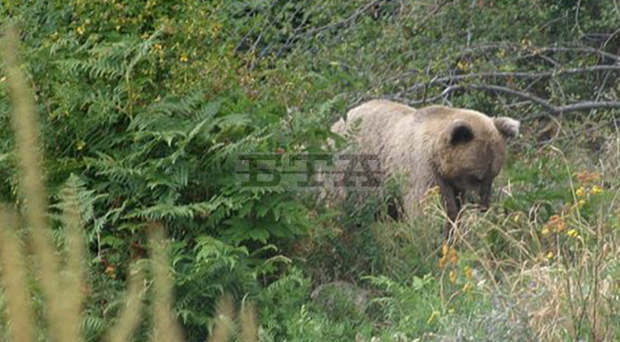 Нови нападения от мечки са регистрирани в Смолянско Нови нападения от мечки са регистрирани в Смолянско