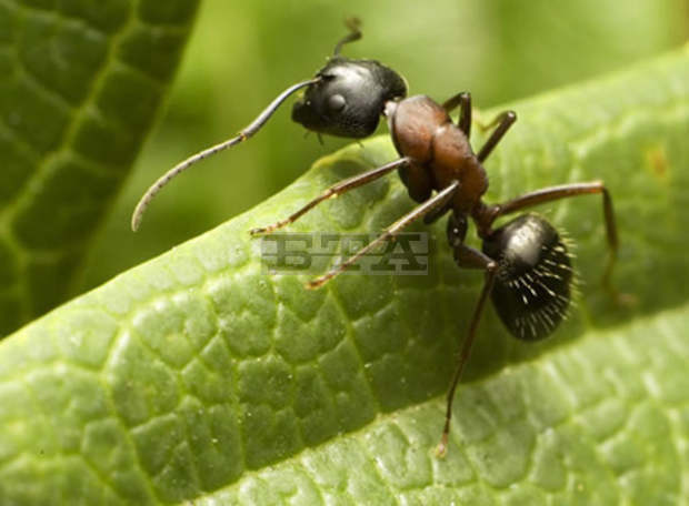 От утре в Природонаучния музей в Пловдив ще може да се види мравуняк с живи мравки