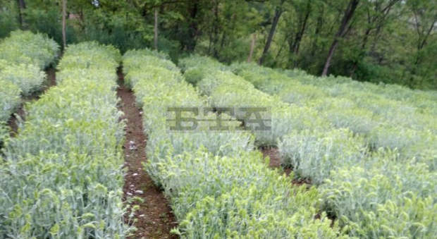 Реколтата от мурсалски чай е по-оскъдна заради лошо време