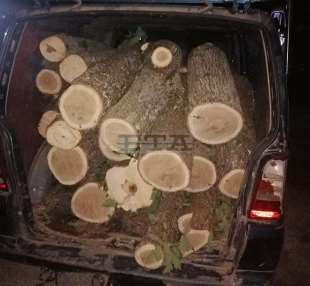 Горски стражари в Разград разкриха извършители на незаконна сеч