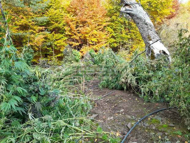 Над  1,5 т канабис са изкоренени и унищожени в землището на с. Ново село, община Кюстендил