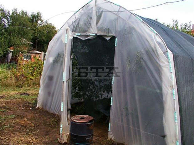 Гранични полицаи разкриха оранжерия с канабис в Русенско