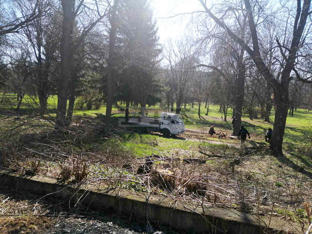 Премахват опасни дървета в Радомир