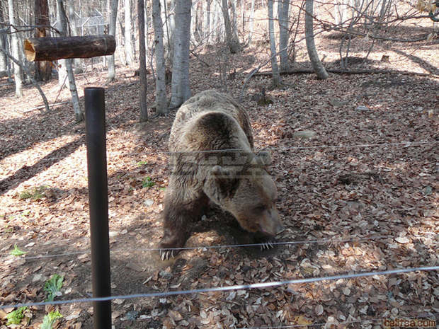 Тригодишно мече от Република Северна Македония е новият обитател на Парка за мечки край Белица