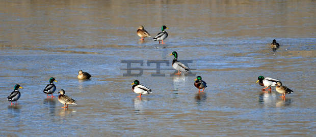 Числеността на водолюбивите птици в язовир "Тича" е намаляла значително