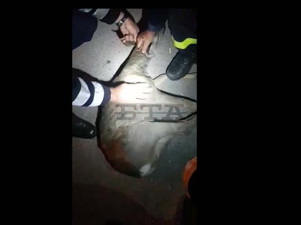 Пожарникари от регионалната служба в Сливен спасиха сърна Пожарникари от регионалната служба в Сливен спасиха сърна