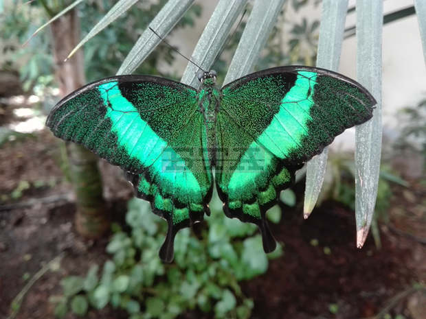 Залата с живи пеперуди в Природонаучният музей в Пловдив отново приема посетители