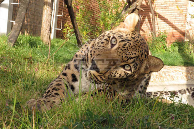 В Софийския зоопарк вече има женски персийски леопард