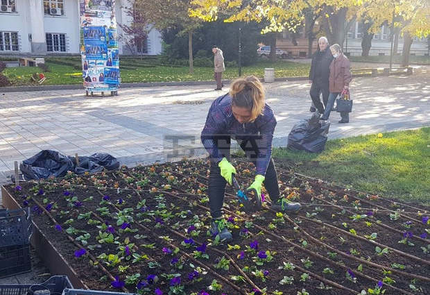 В централната част на Плевен започна засаждането на цветя