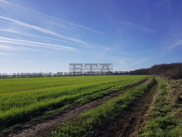 Полезащитни горски пояси край Добрич и Балчик ще бъдат възстановени