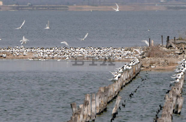 Сдружение "Зелени Балкани" напуска посетителския център "Поморийско езеро"