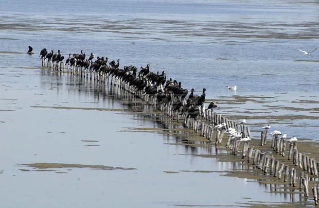 Над 160 птици са опръстенени край Поморийското езеро