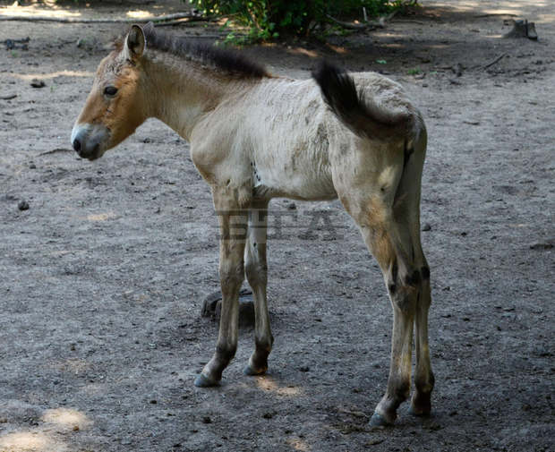 Конче от редкия вид на Пржевалски ще отпътува от зоопарка в Добрич за Карлсруе по международна програма