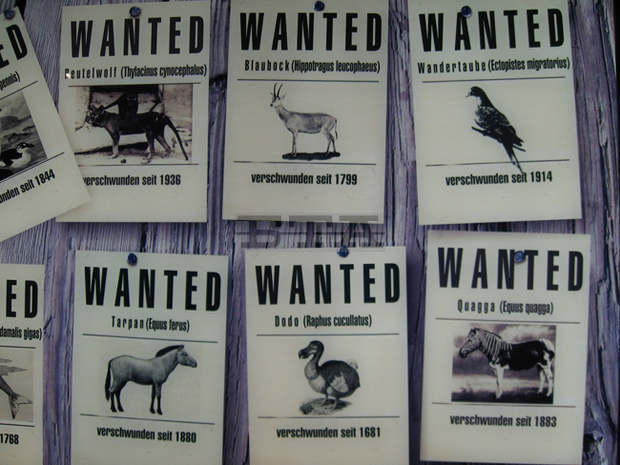 Русенският музей подготвя изложба за търговията със застрашени от изчезване растения и животни