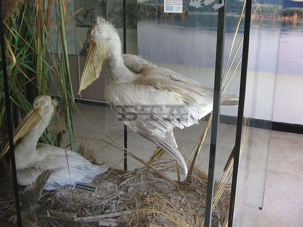 Близо 15 000 туристи са посетили природо-научния музей на "Сребърна"