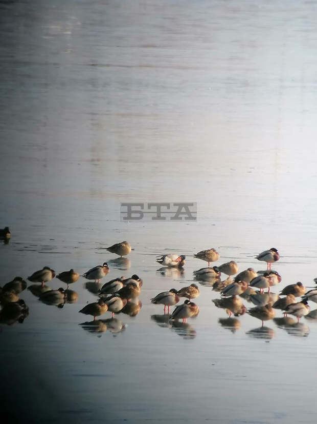Броят на птиците на язовир "Съединение" се е увеличил драстично през тази зима