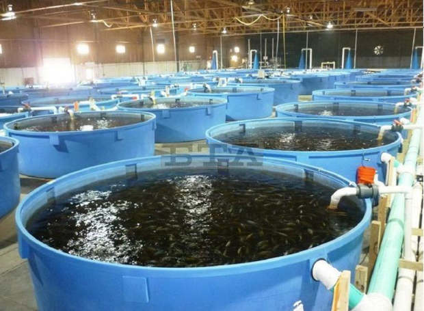 Рибовъдна ферма за отглеждане на европейски сом ще заработи в Разградско