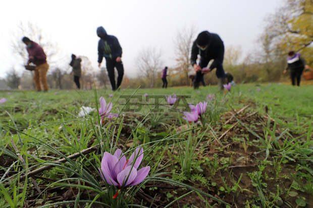 Продукцията от шафран е застрашена поради липсата на пазар и субсидиране у нас, казва земеделски стопанин от Ямболско