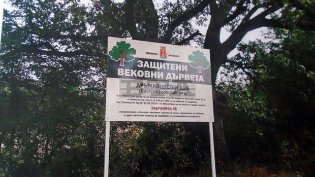 Обозначени са четири обявени за вековни дървета край Хасково Обозначени са четири обявени за вековни дървета край Хасково