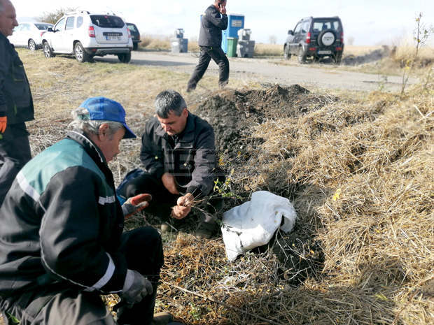 "Новата гора на София" е пораснала с още 25 декара "Новата гора на София" е пораснала с още 25 декара